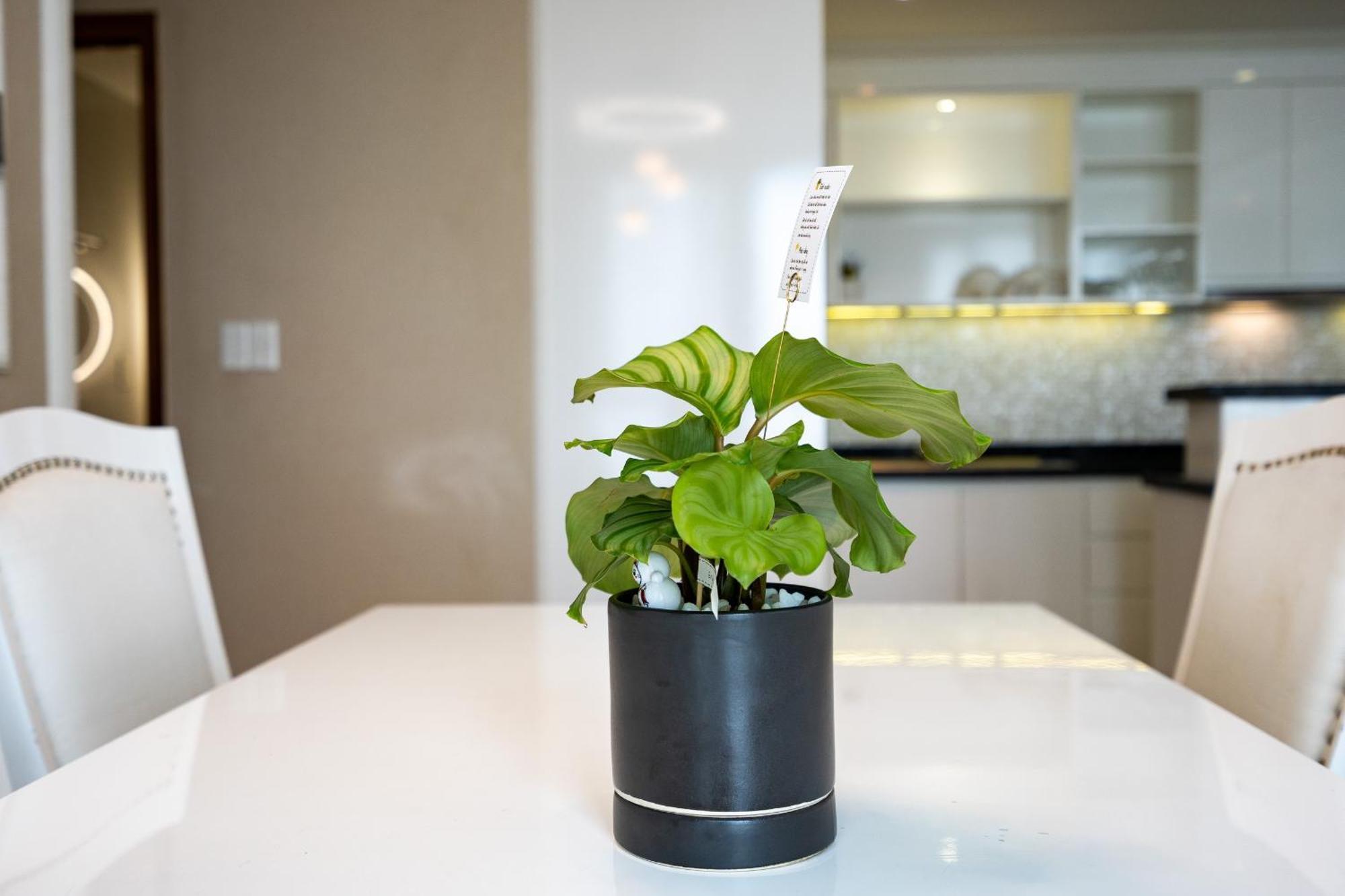 Leman Luxury By M Suites Căn hộ TP. Hồ Chí Minh